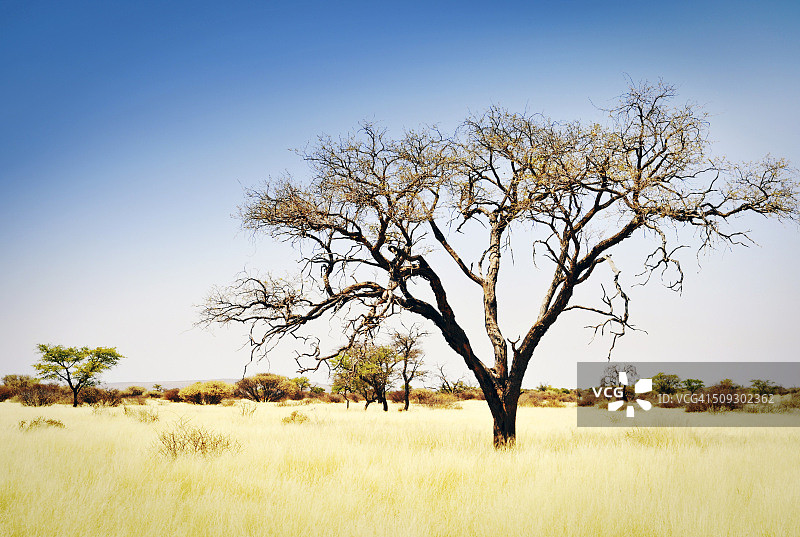 非洲纳米比亚金合欢树草原景观图片素材