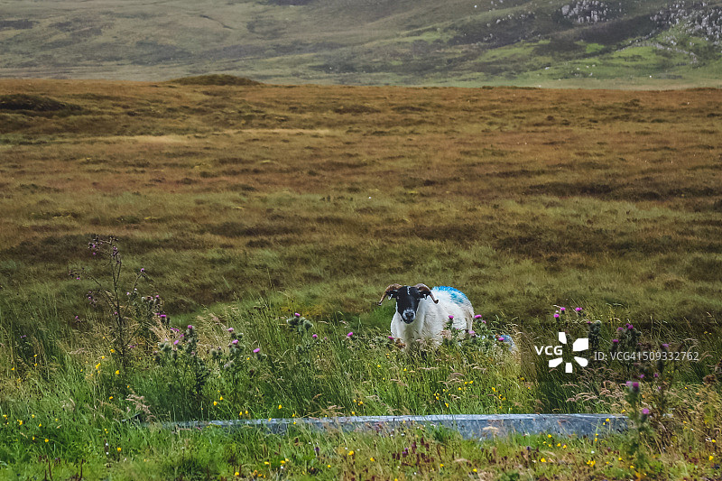 苏格兰斯凯岛的苏格兰黑脸绵羊图片素材