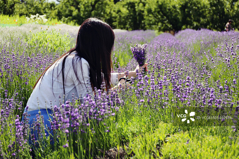 女人在俄勒冈州胡德里弗的田野里剪薰衣草图片素材