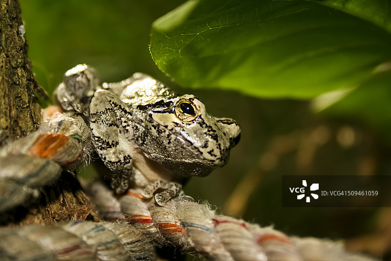 绳子上的灰色树蛙图片素材