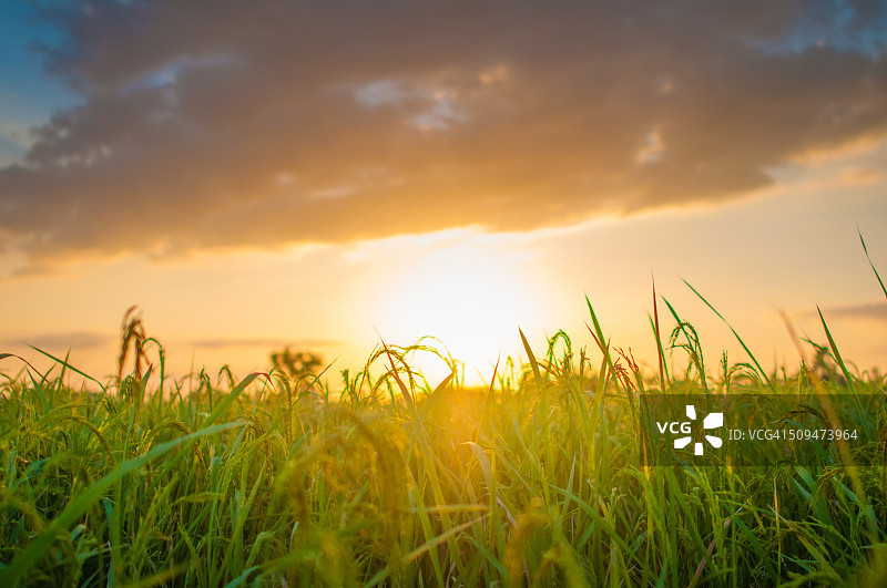 傍晚天空下的绿色稻田图片素材