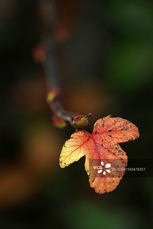 橙色叶子图片素材