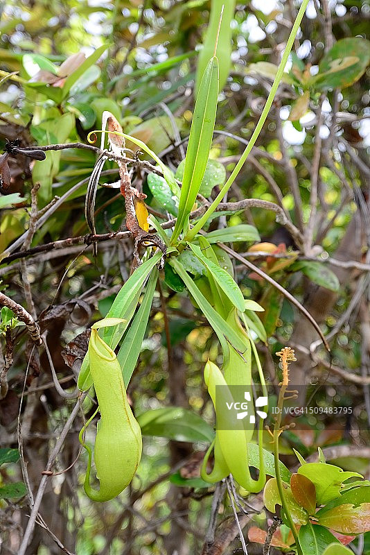 猪笼草图片素材