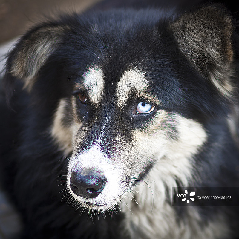 拥有不同眼睛的狗图片素材