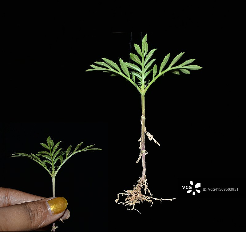 种一棵树，种一份希望图片素材