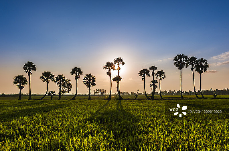越南朱笃稻田上的棕榈树图片素材