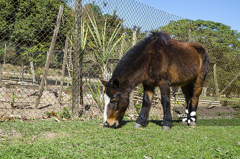 棕色小马在农场吃草图片素材