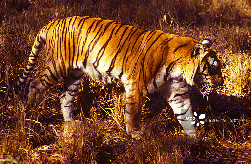 印度虎图片素材