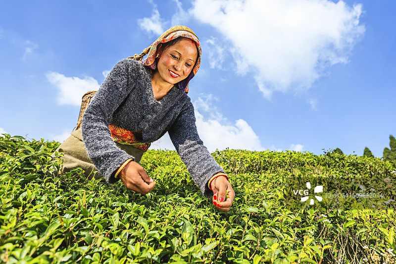 印度采茶工人在印度大吉岭采摘茶叶图片素材
