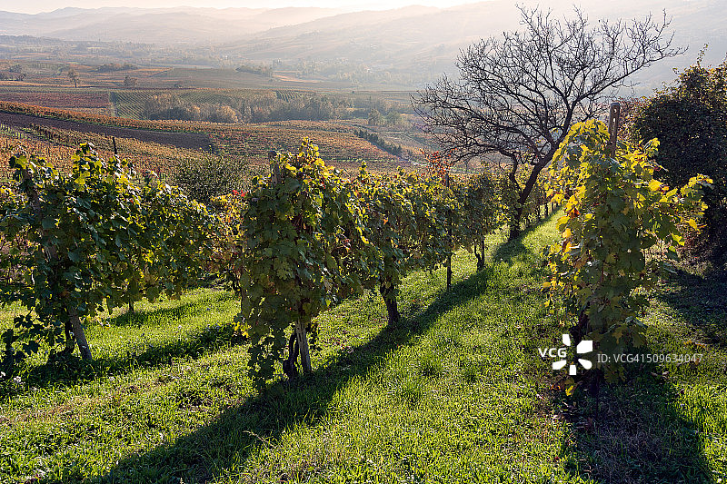 意大利葡萄园风光图片素材