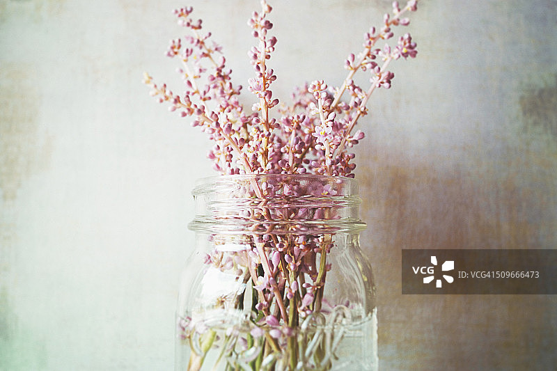 紫色的花图片素材