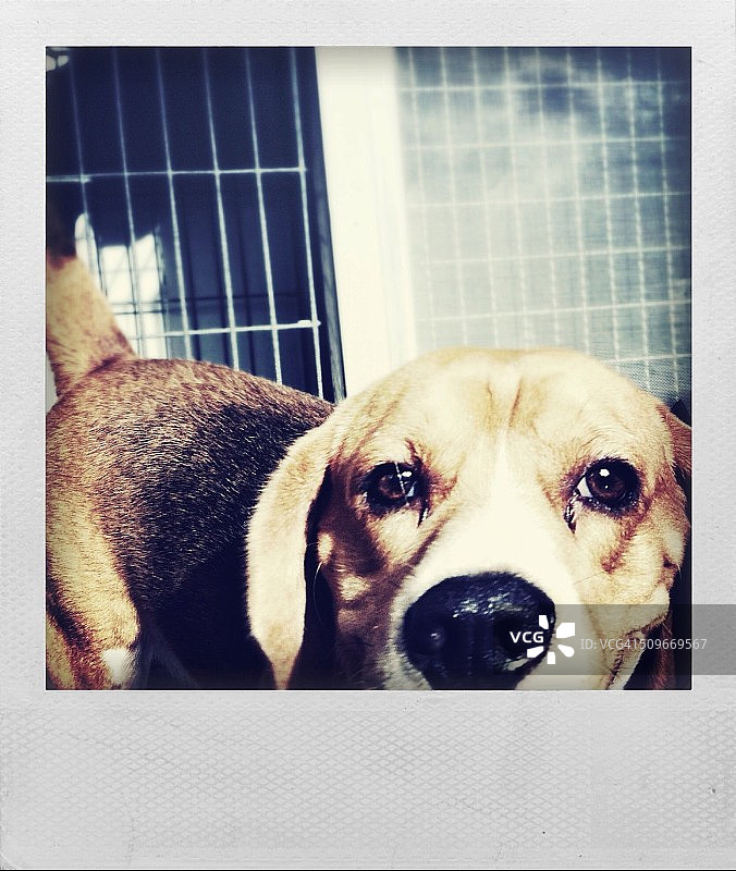 有趣的动物照片集锦图片素材