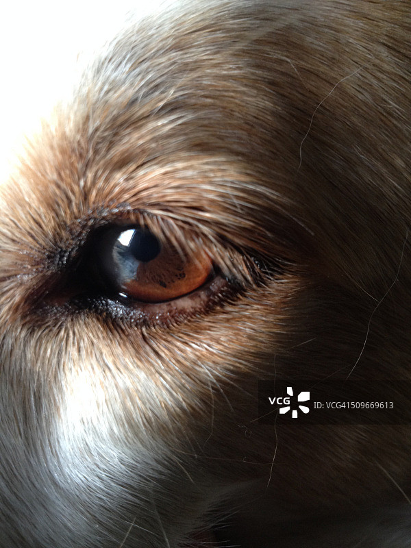 有趣的动物照片集锦图片素材