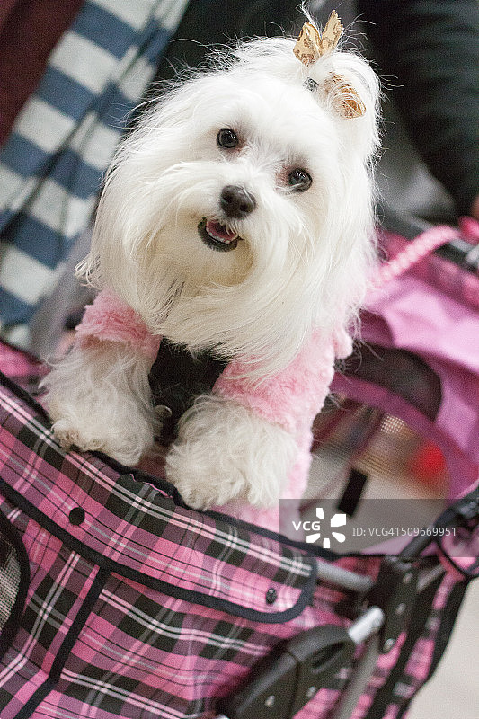 有趣的动物照片集锦图片素材