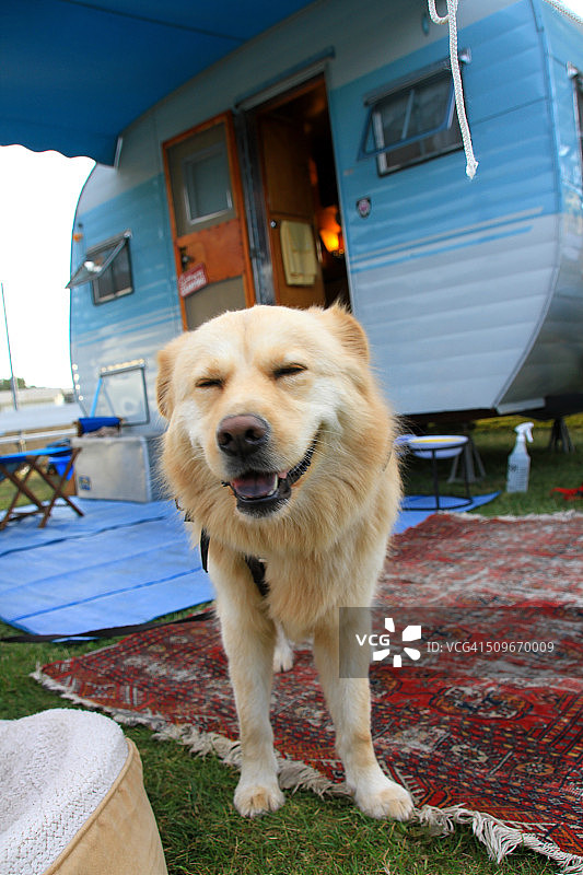 有趣的动物照片集锦图片素材