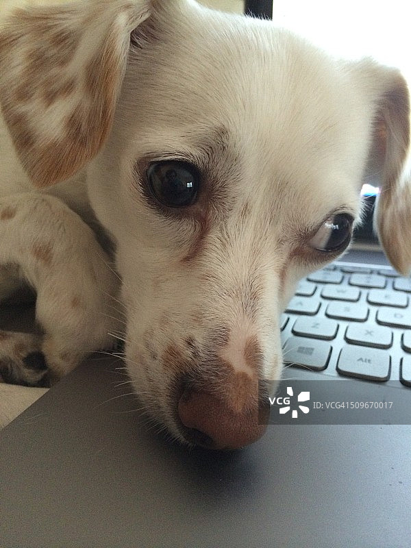 有趣的动物照片集锦图片素材