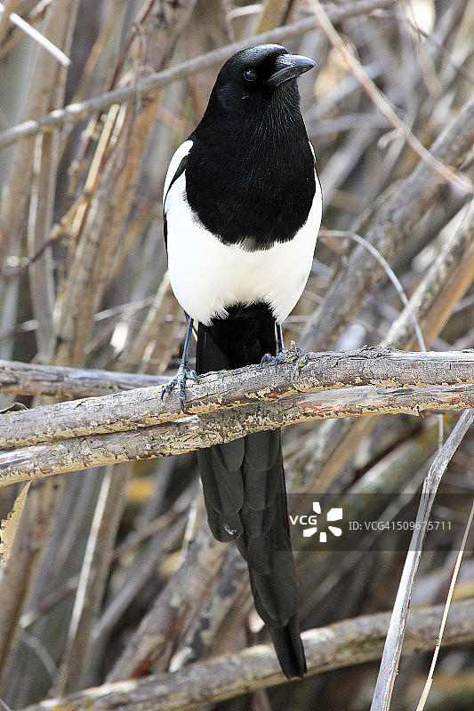 黑嘴喜鹊图片素材