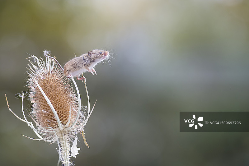 获取鼠标图片素材
