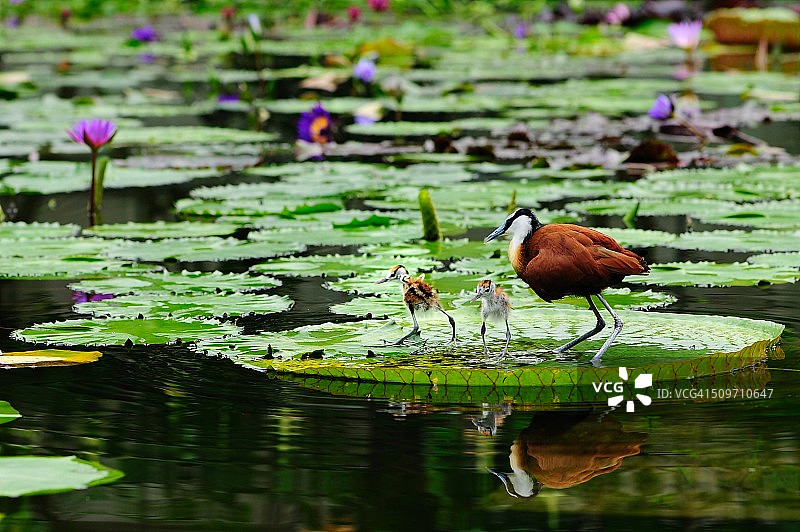 非洲水雉（雄性）和它的幼鸟图片素材