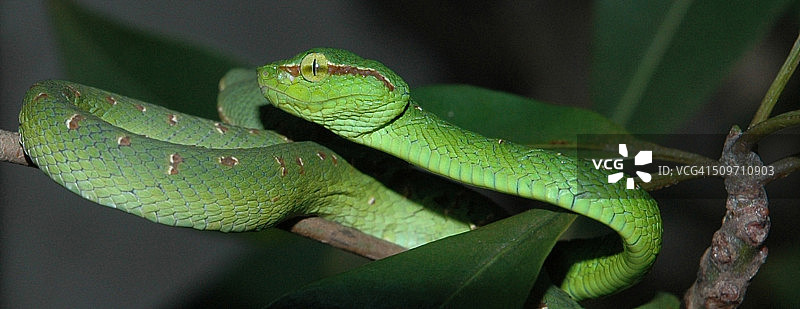 寺庙蛇图片素材