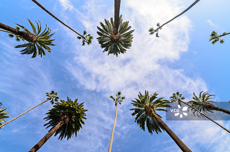 比佛利山庄棕榈树图片素材