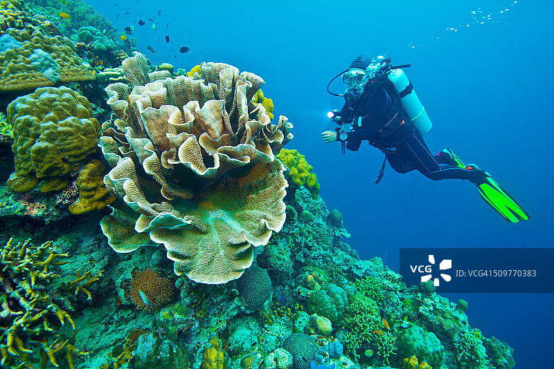 水肺潜水员和一大堆硬珊瑚图片素材