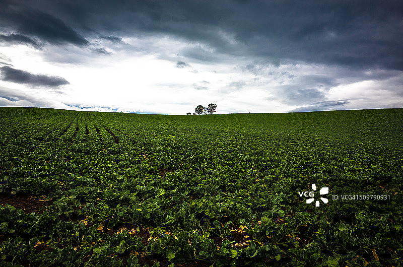 山丘上的树木图片素材