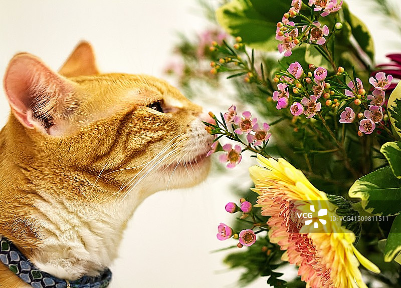 嗅花的姜黄色猫图片素材