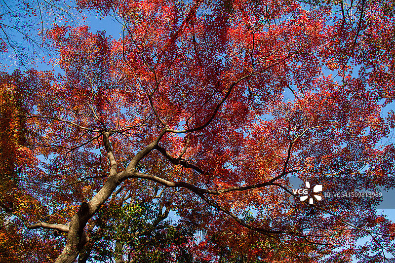 秋日枫树图片素材