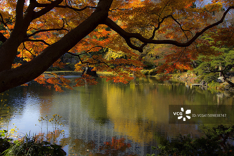 秋季的日比谷公园图片素材