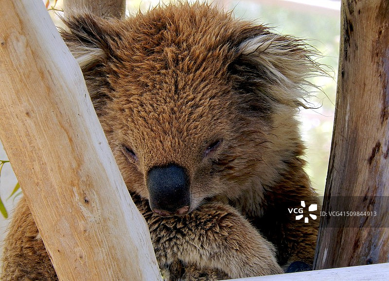 熟睡的考拉图片素材