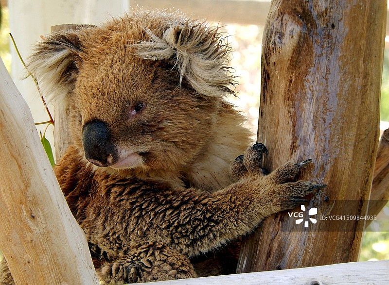 清醒的考拉图片素材