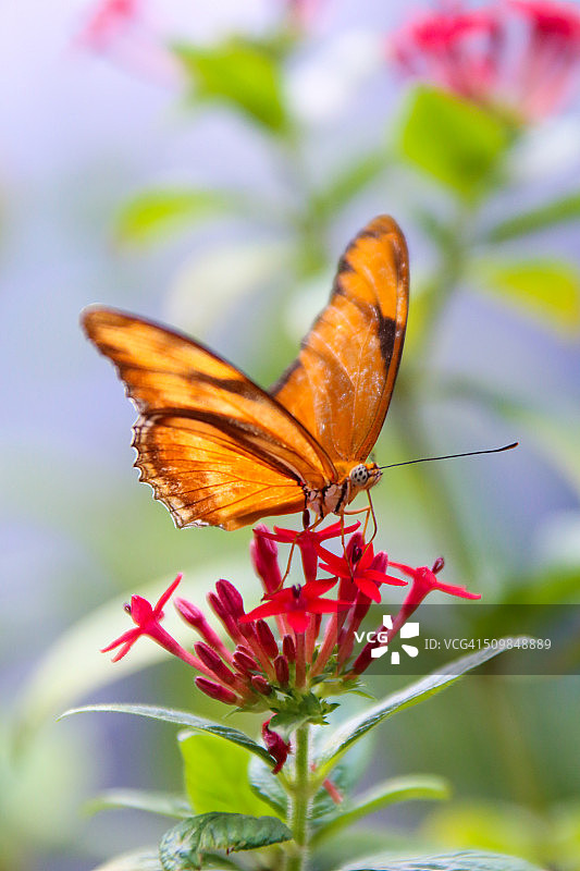 牛奶草花上的茱莉亚蝴蝶图片素材