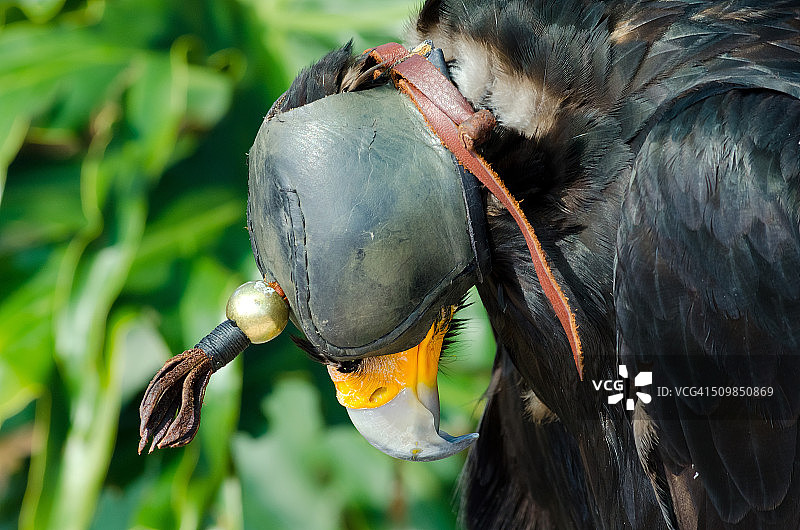 笼养的黑鹰图片素材