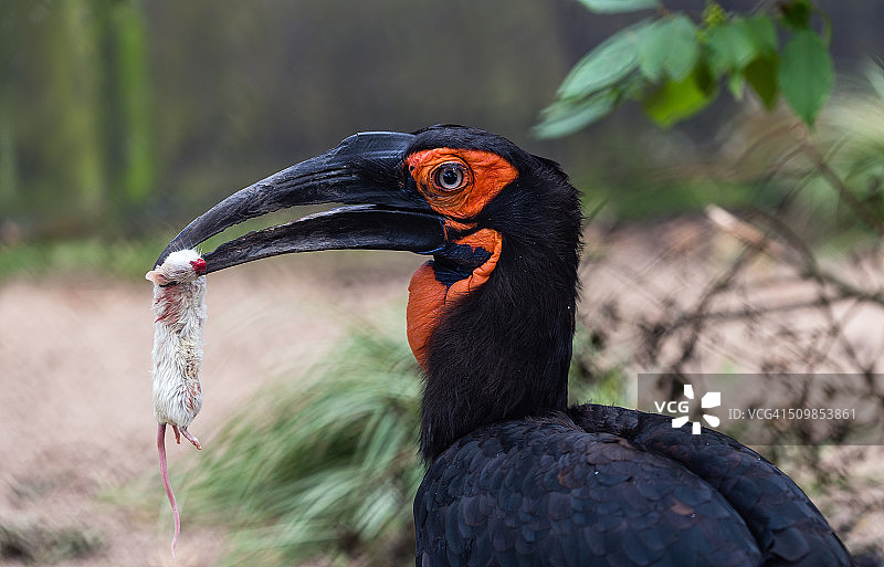 地犀鸟图片素材