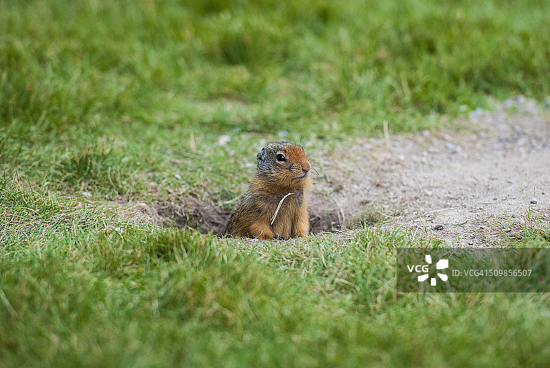 草原土拨鼠图片素材