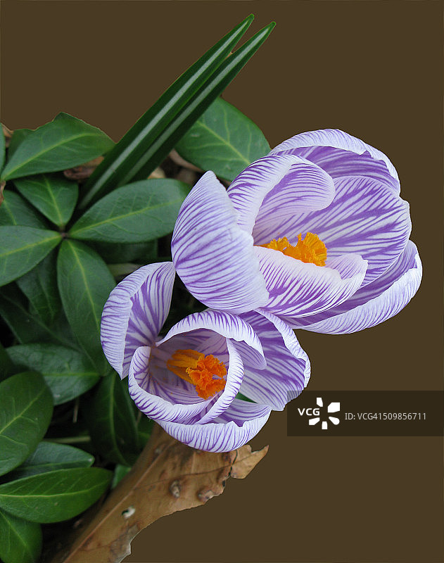 春天番红花图片素材