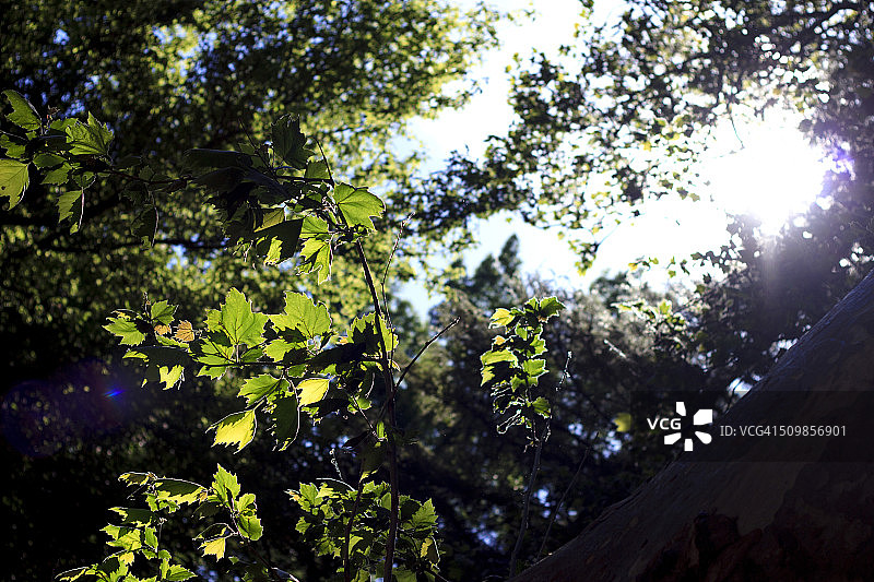 木漏れ日图片素材