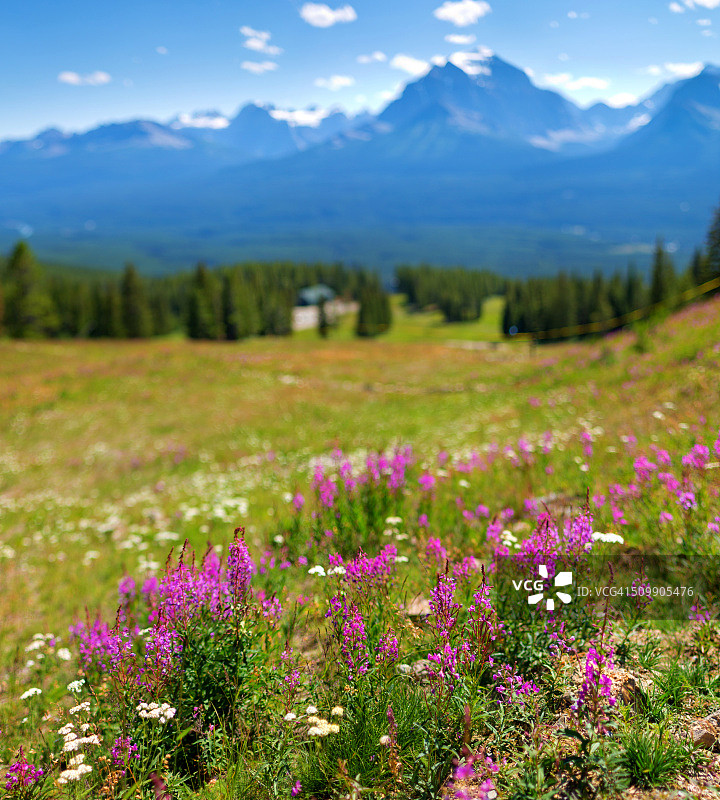 路易斯湖滑雪胜地山顶的夏季野花图片素材