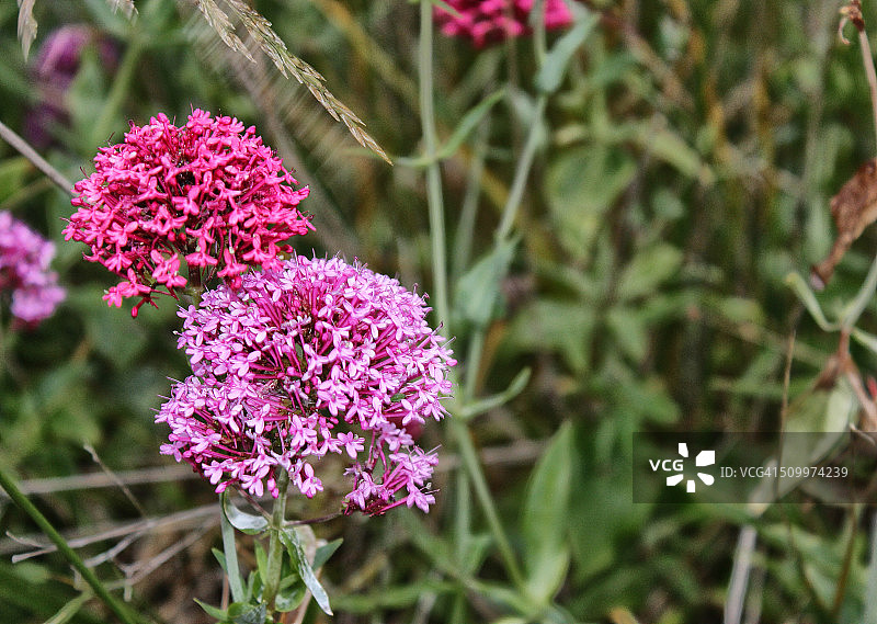 缬草药草图片素材