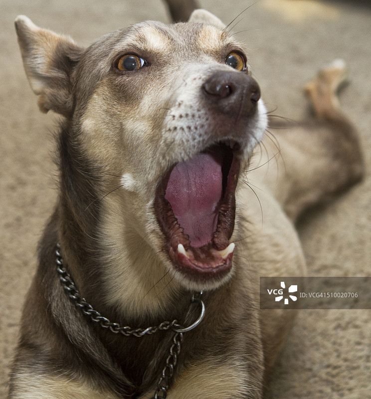 澳大利亚牧羊犬做鬼脸。图片素材