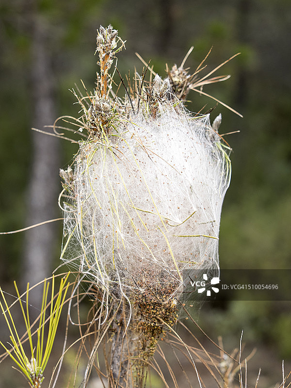 松树毛虫树上的巢穴图片素材