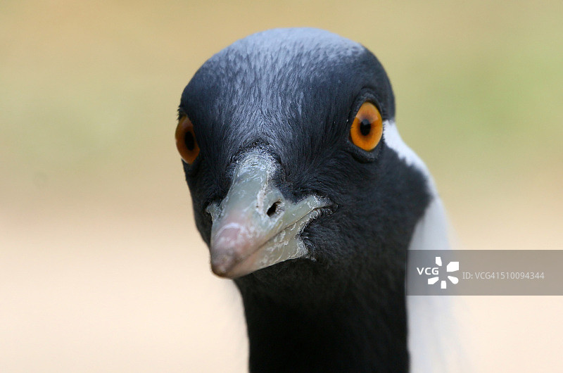 蓑羽鹤肖像图片素材