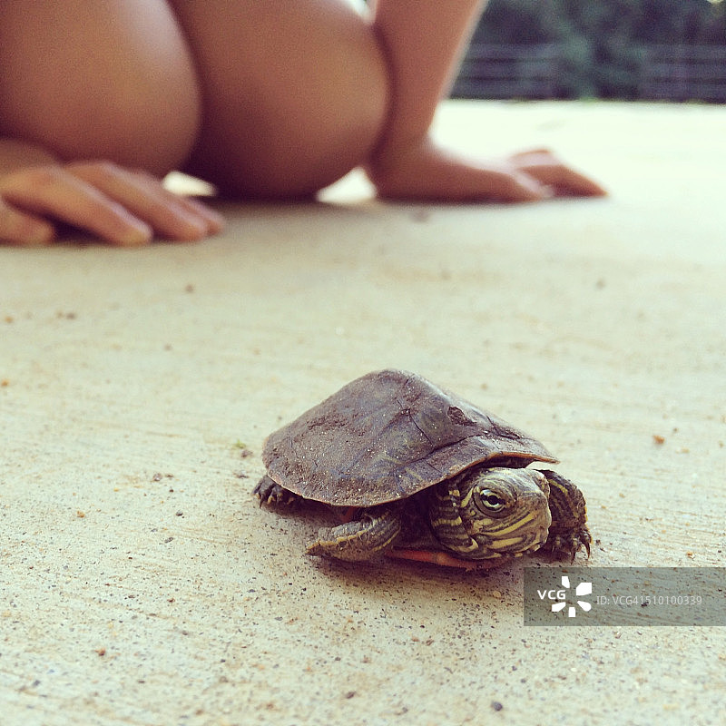 公园里的小乌龟图片素材