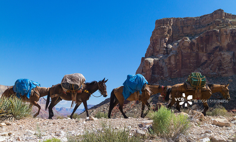 沿着哈瓦苏小径运载货物的骡子图片素材