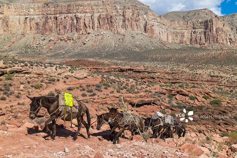骡子在哈瓦苏峡谷小道上驮运货物图片素材