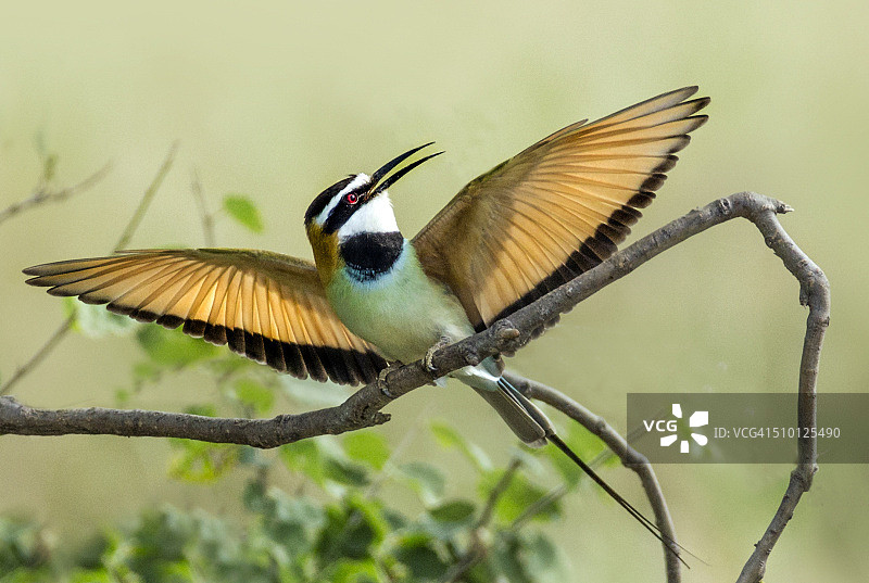 白喉蜂虎图片素材