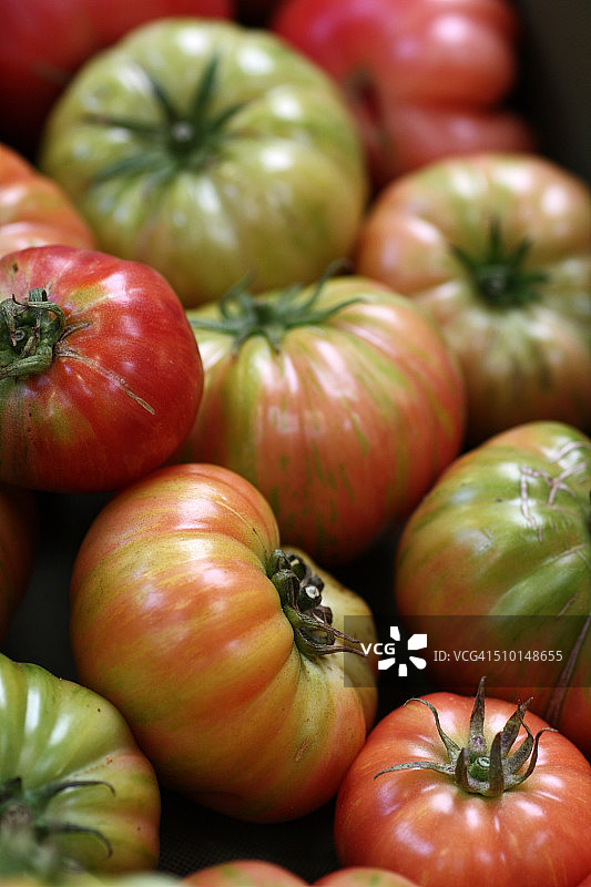 祖传番茄图片素材