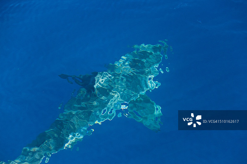 印象派风格的鲨鱼图片素材