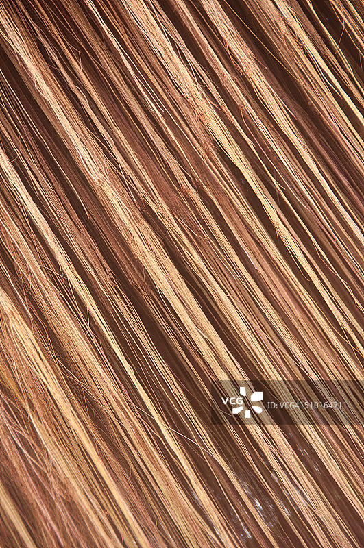 植物的根图片素材